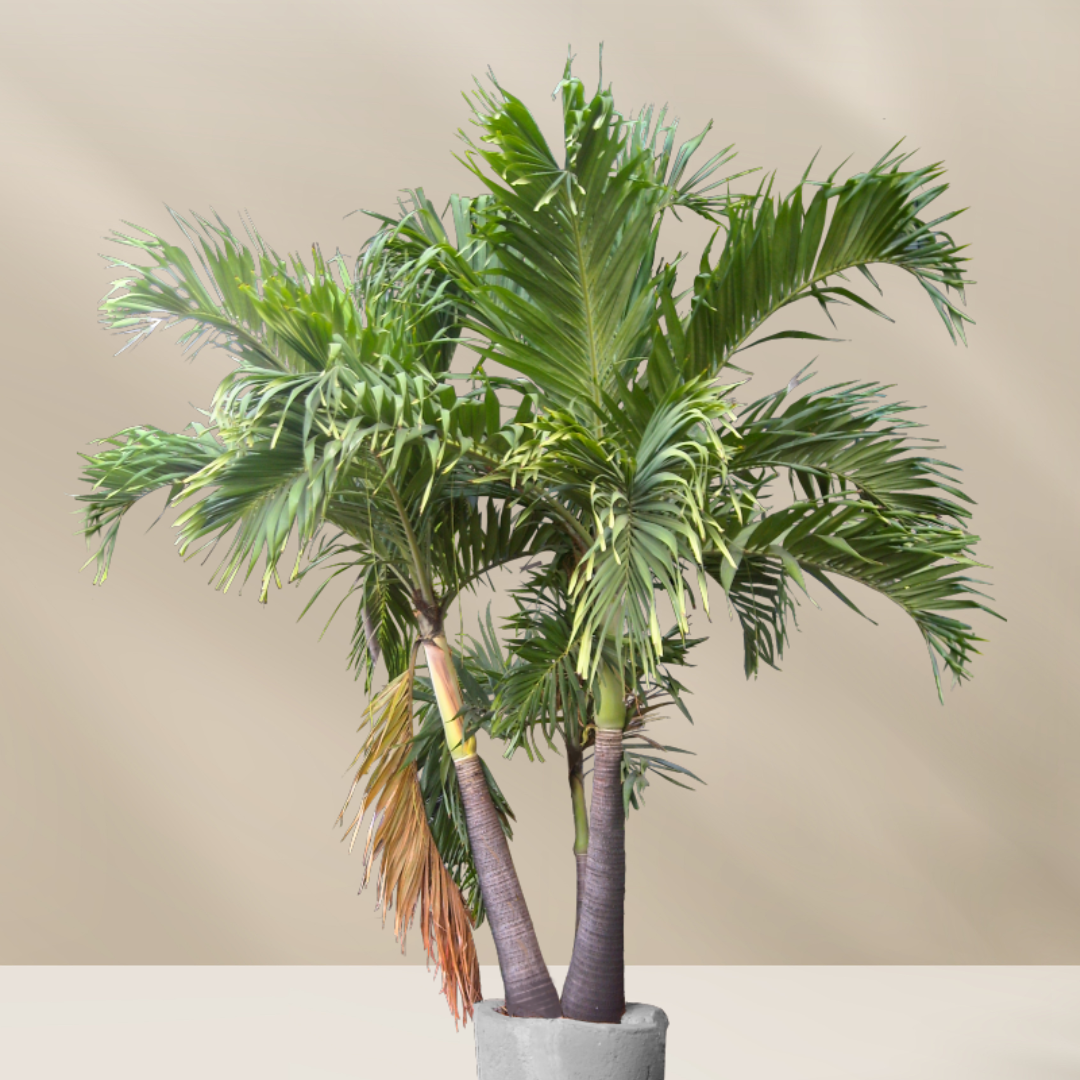 XXL planten (200 cm+)