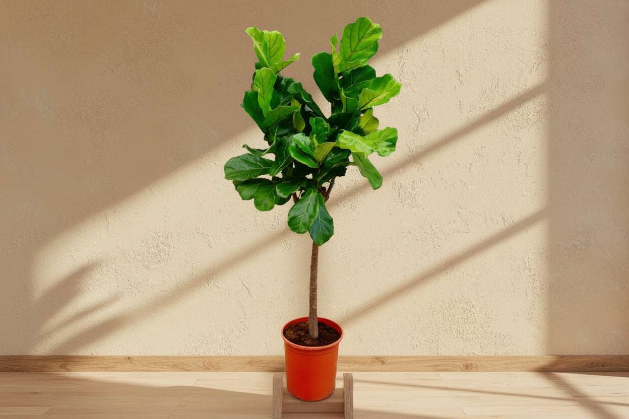 Geigenfeige Ficus lyrata | 160 cm
