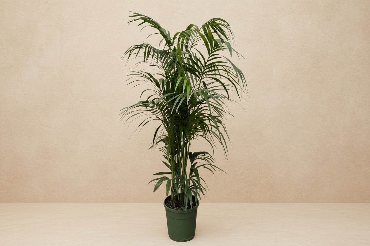Kentiapalme – Elegante Zimmerpflanze für drinnen und draußen – XXLplant