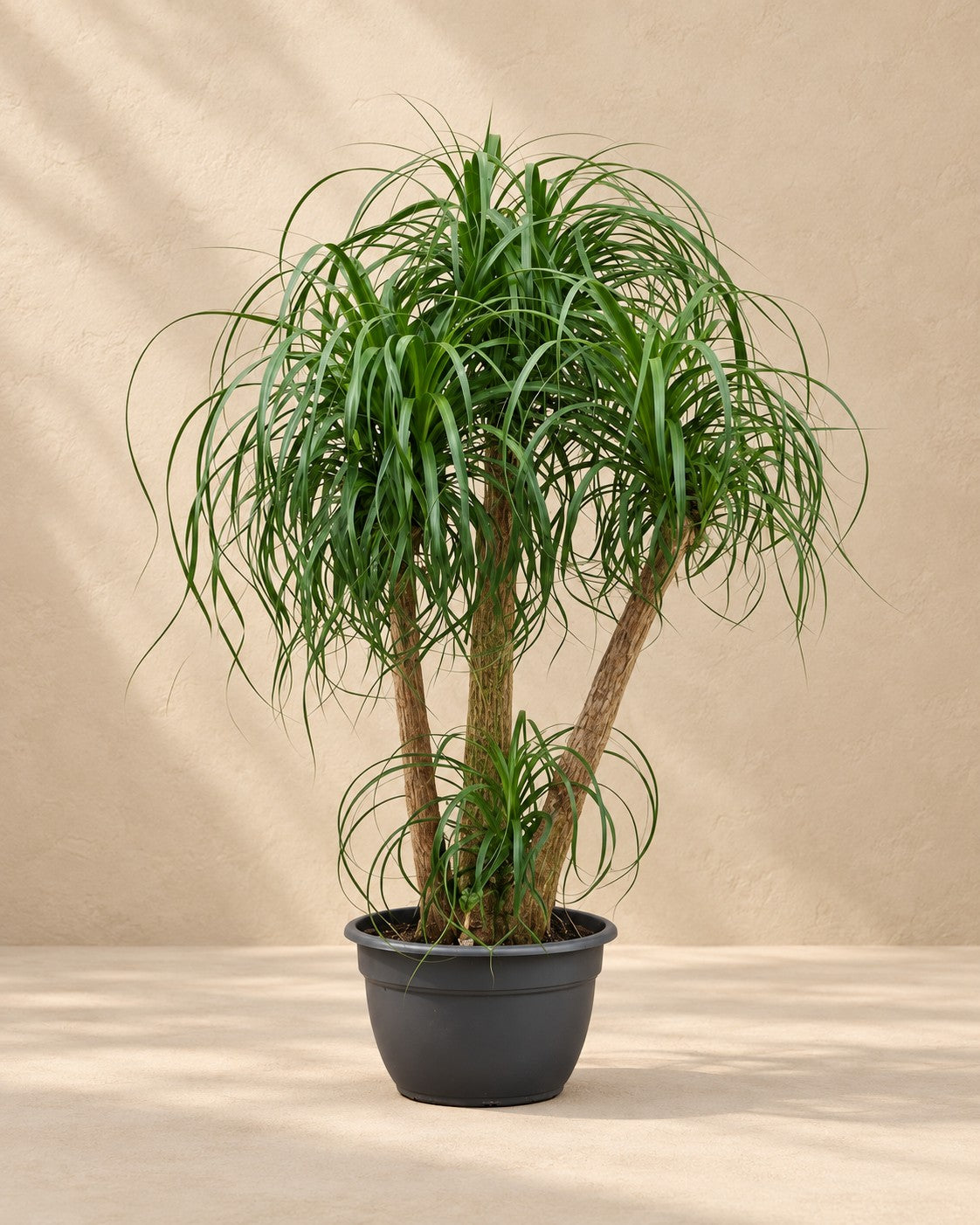 Elefantenfuß mehrstämmig Beaucarnea 130 cm