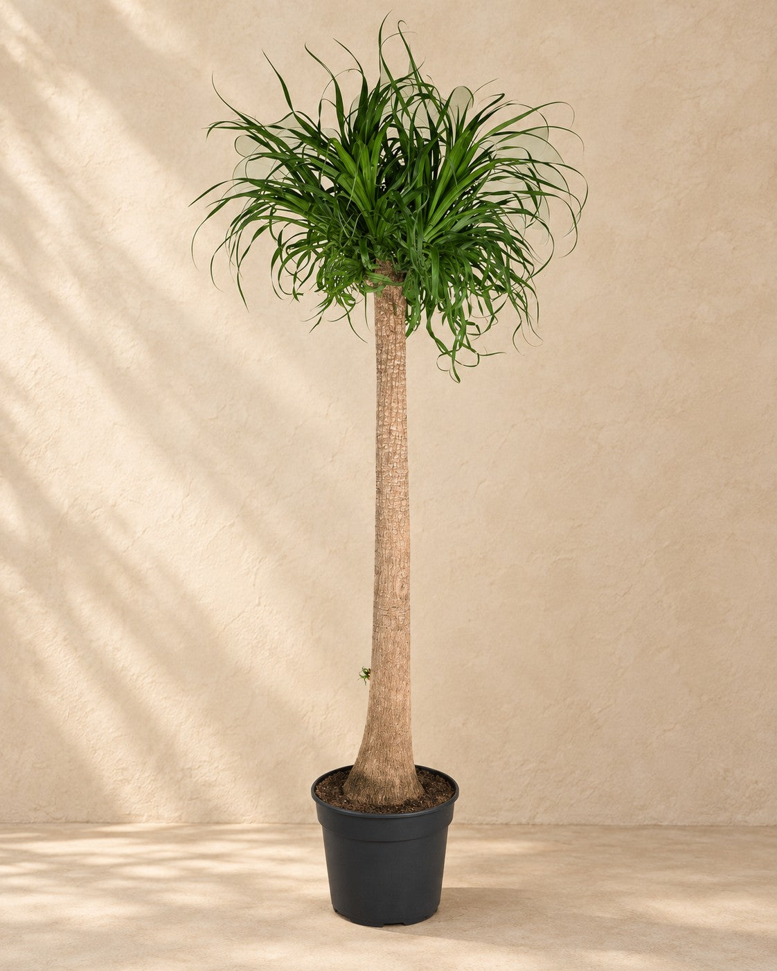 Elefantenfuß XXL Beaucarnea | 180 cm