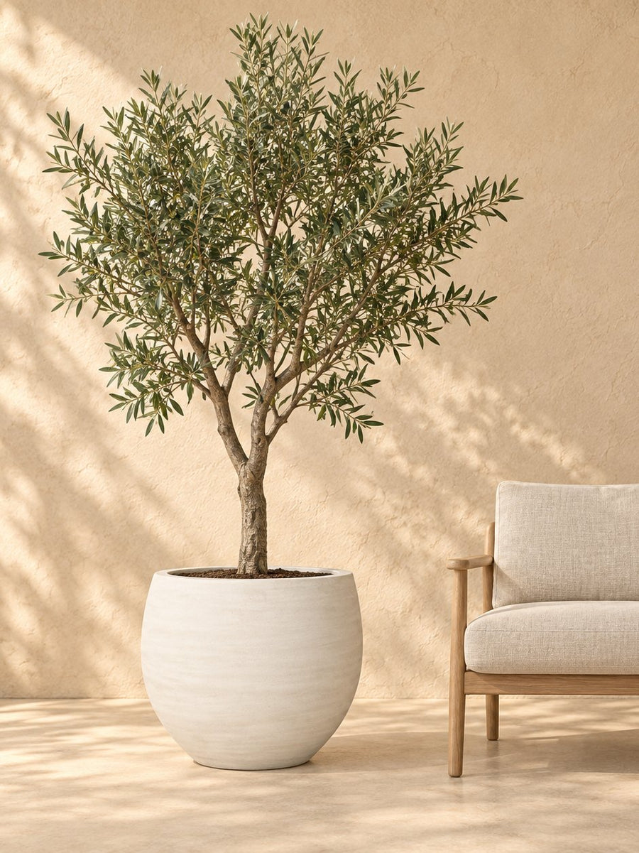 Witte sierpot met olijfboom naast een fauteuil