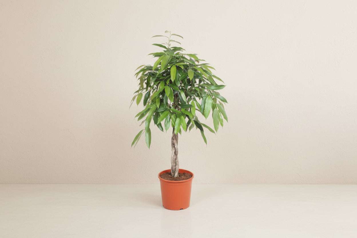 Feigenbaum Ficus Amstel King geflochten kaufen | 140 cm