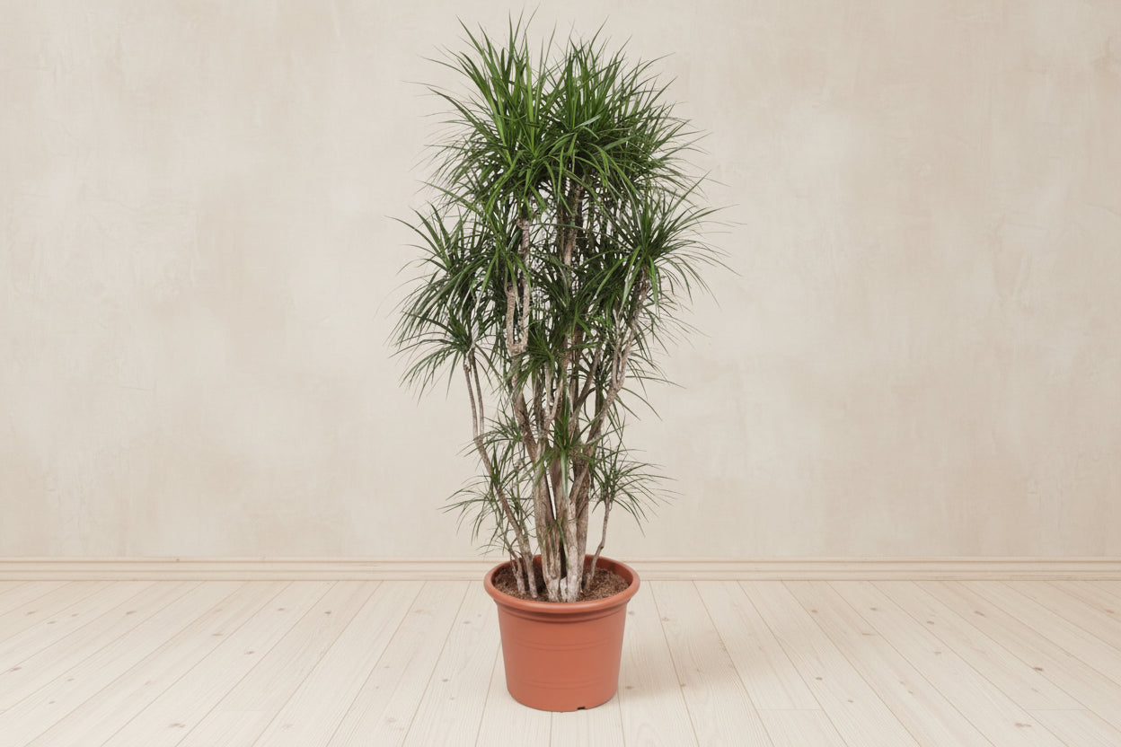 dracena xxl Madagascar Dragon Tree Dracaena marginata buy | 220 cm