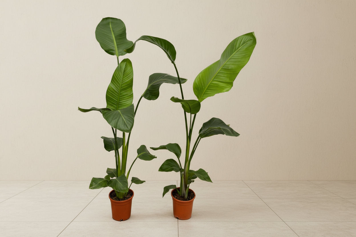 strelitzia 100 cm Weiße Paradiesvogelblume Strelitzia nicolai 2er-Set