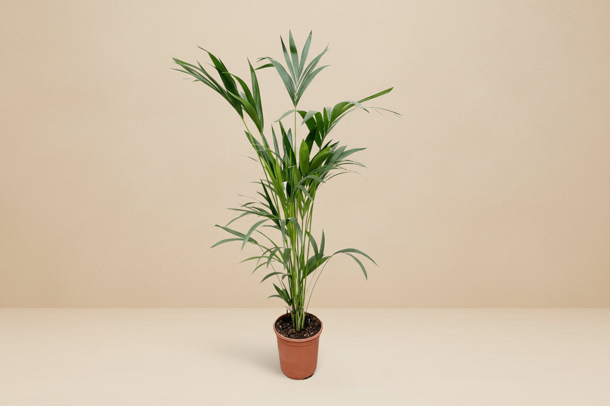 Kentiapalme – Elegante Zimmerpflanze für drinnen und draußen – XXLplant