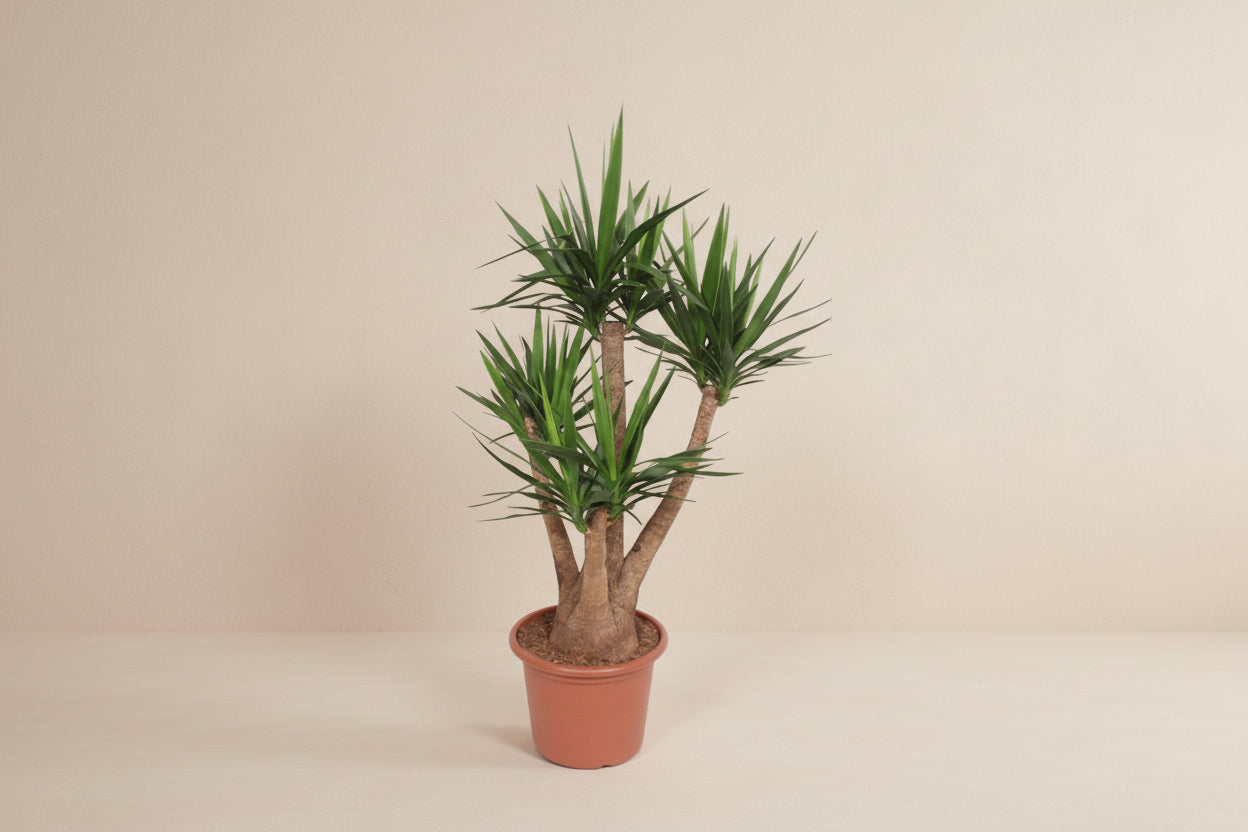 Yucca Elephantipes - Tropical Style Plant for Indoors and Outdoors