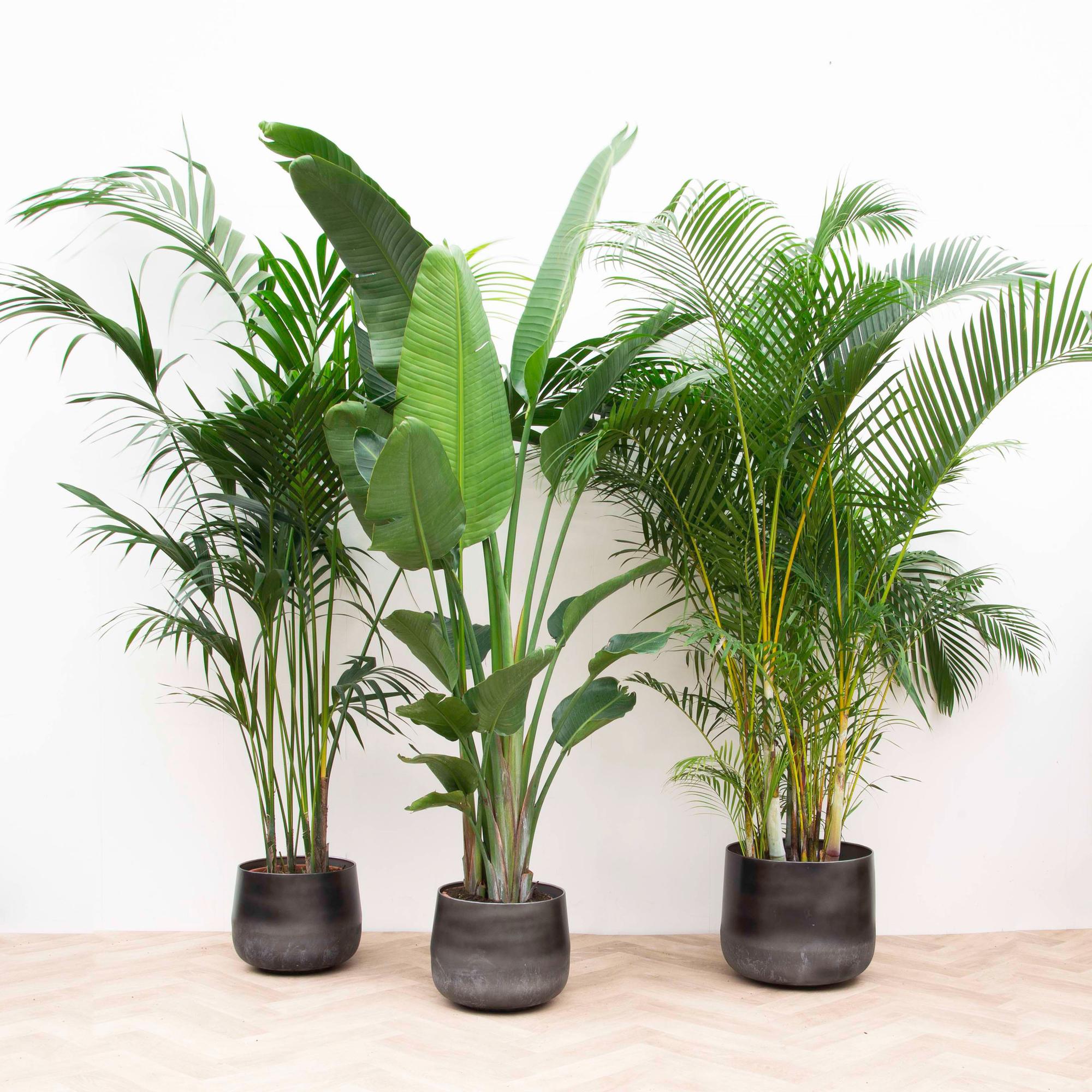 XXL-Vorteilspaket – Kentia 200 cm, Strelitzia Nicolai 225 cm, Areca 20 –  XXLplant