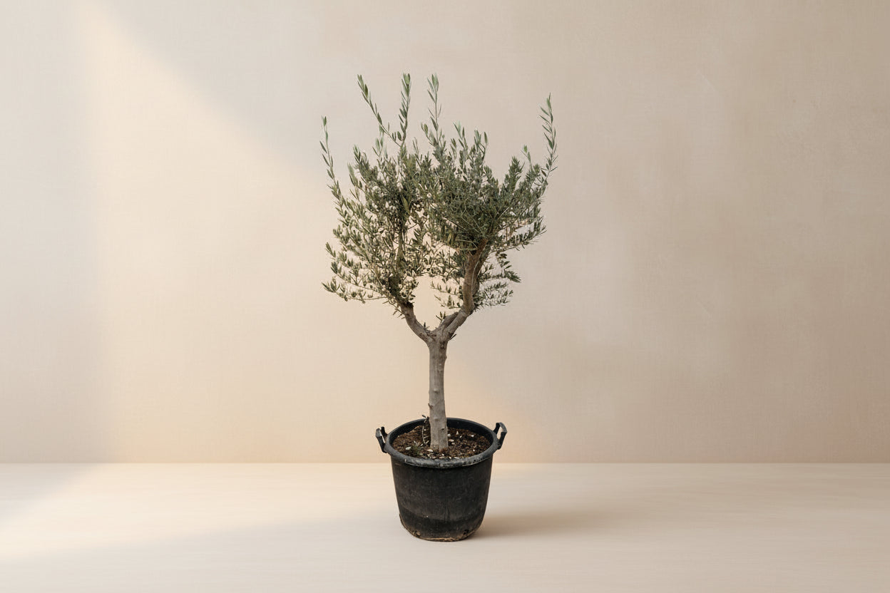 Olea Europaea Cultivo – Eleganter Olivenbaum von 230 cm – XXLplant