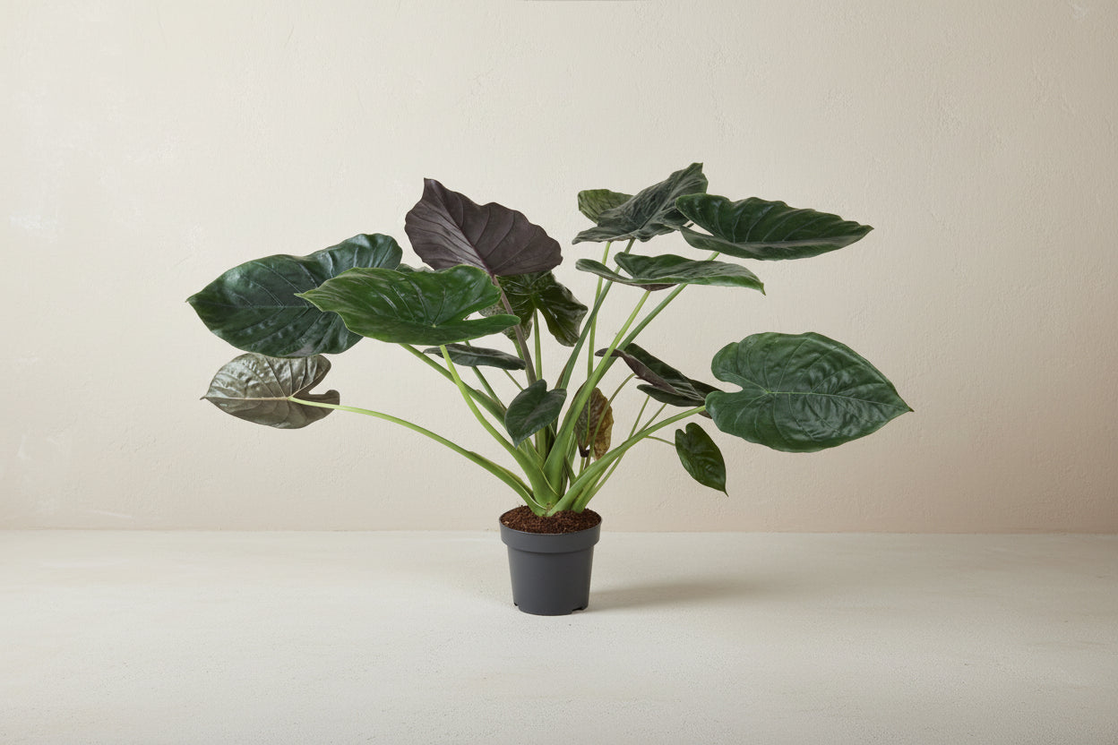 Alocasia Wentii Elefantenohr 120cm online kaufen