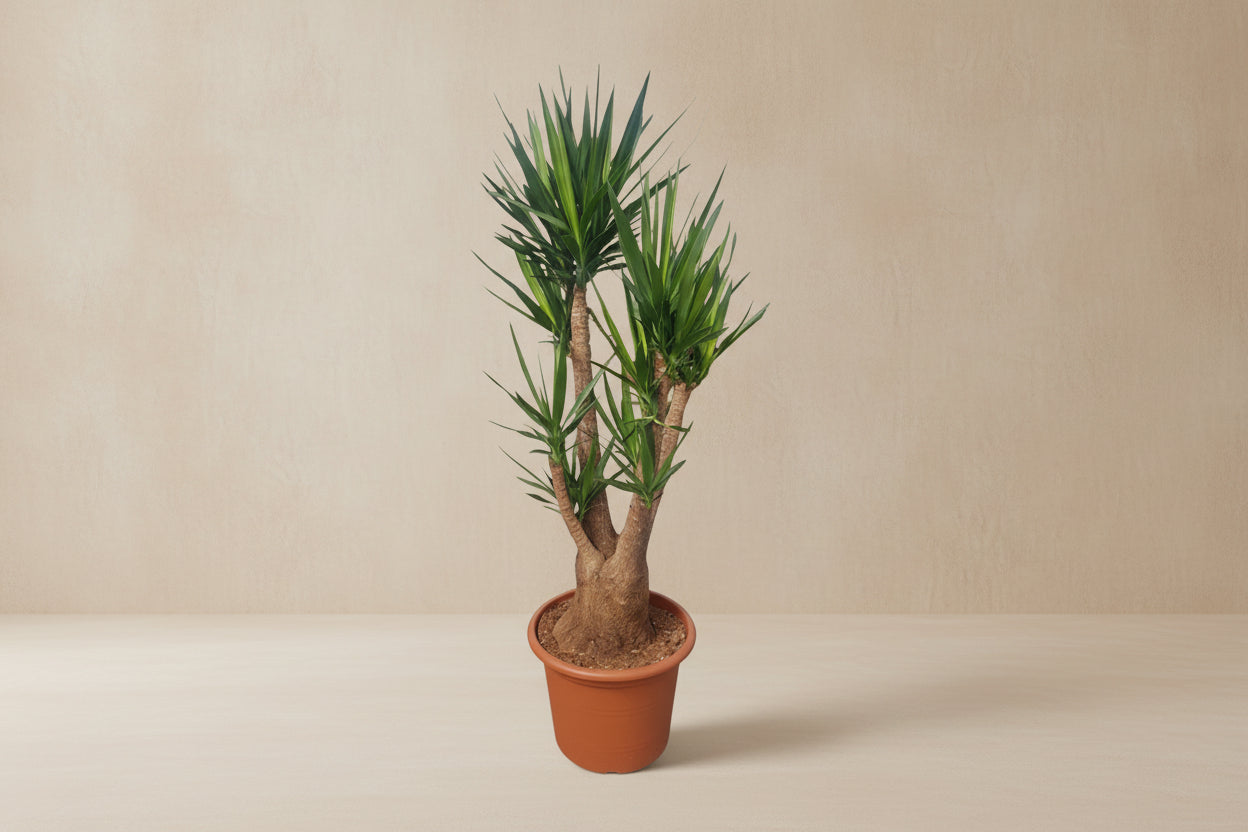 Yucca Elephantipes – Pflanze im tropischen Stil für drinnen und draußen –  XXLplant