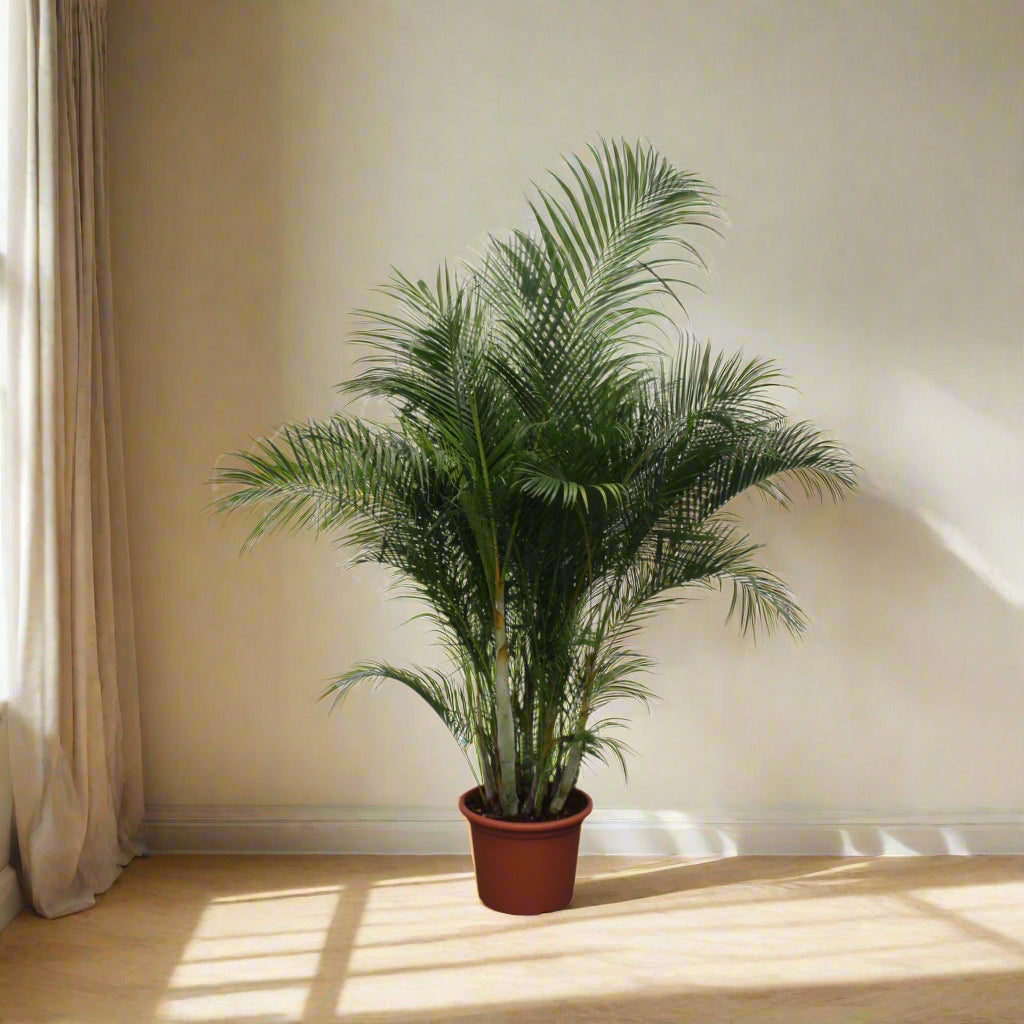 areca palm giftig voor katten Areca palm Dypsis lutescens | 230 cm