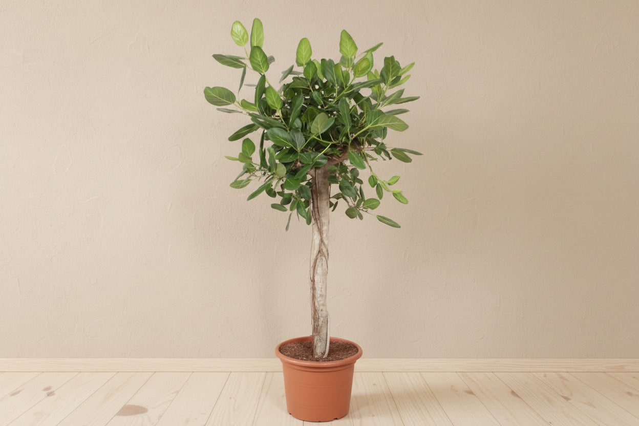 areca palm kopen ikea Ficus benghalensis boom de luxe | 200 cm