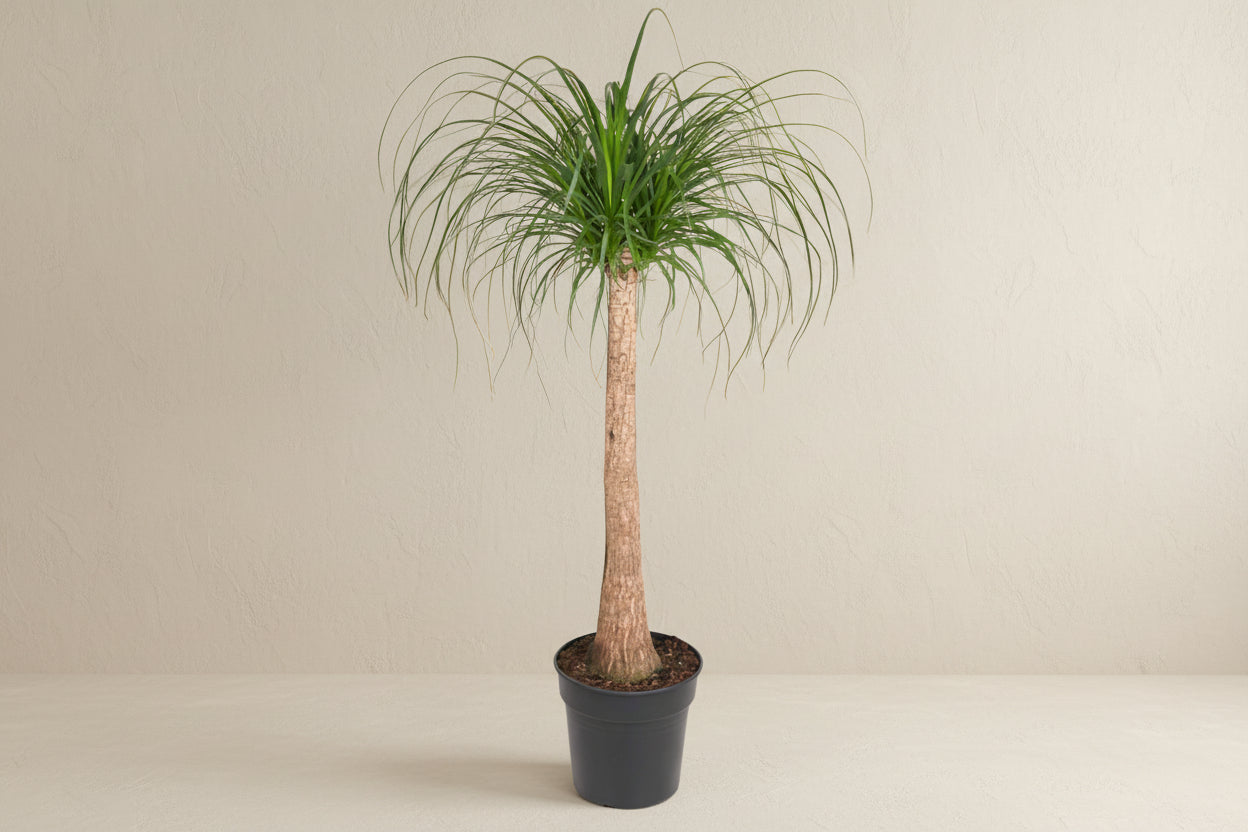 Elefantenfuß Beaucarnea Stamm kaufen | 120 cm