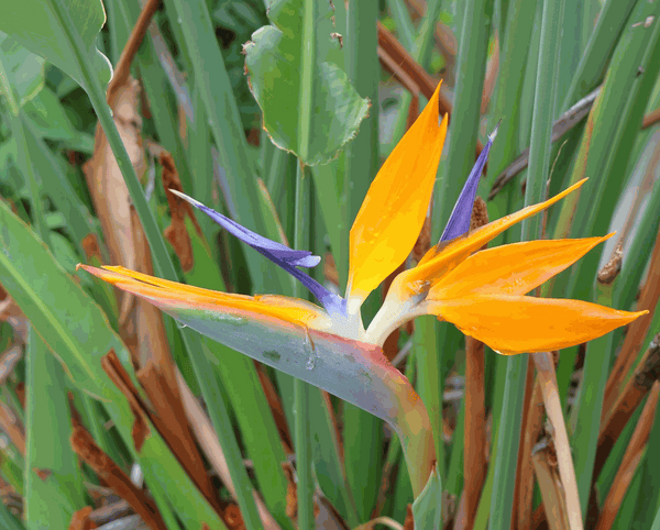 Strelitzia Nicolai vs. Strelitzia Reginae – verschil uitgelegd