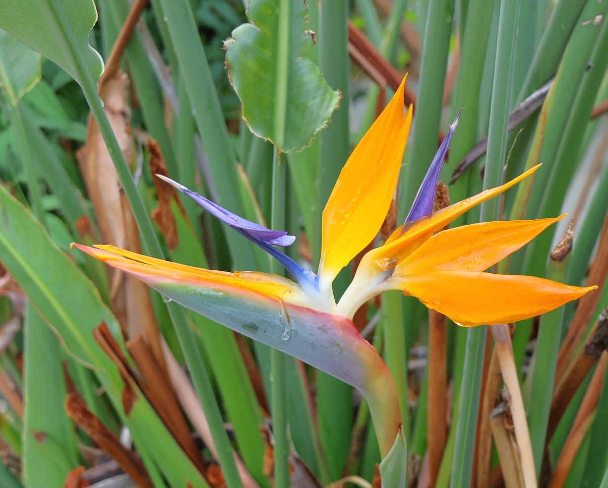 Witte en blauwwitte bloem van Strelitzia Nicolai paradijsvogelplant close-up