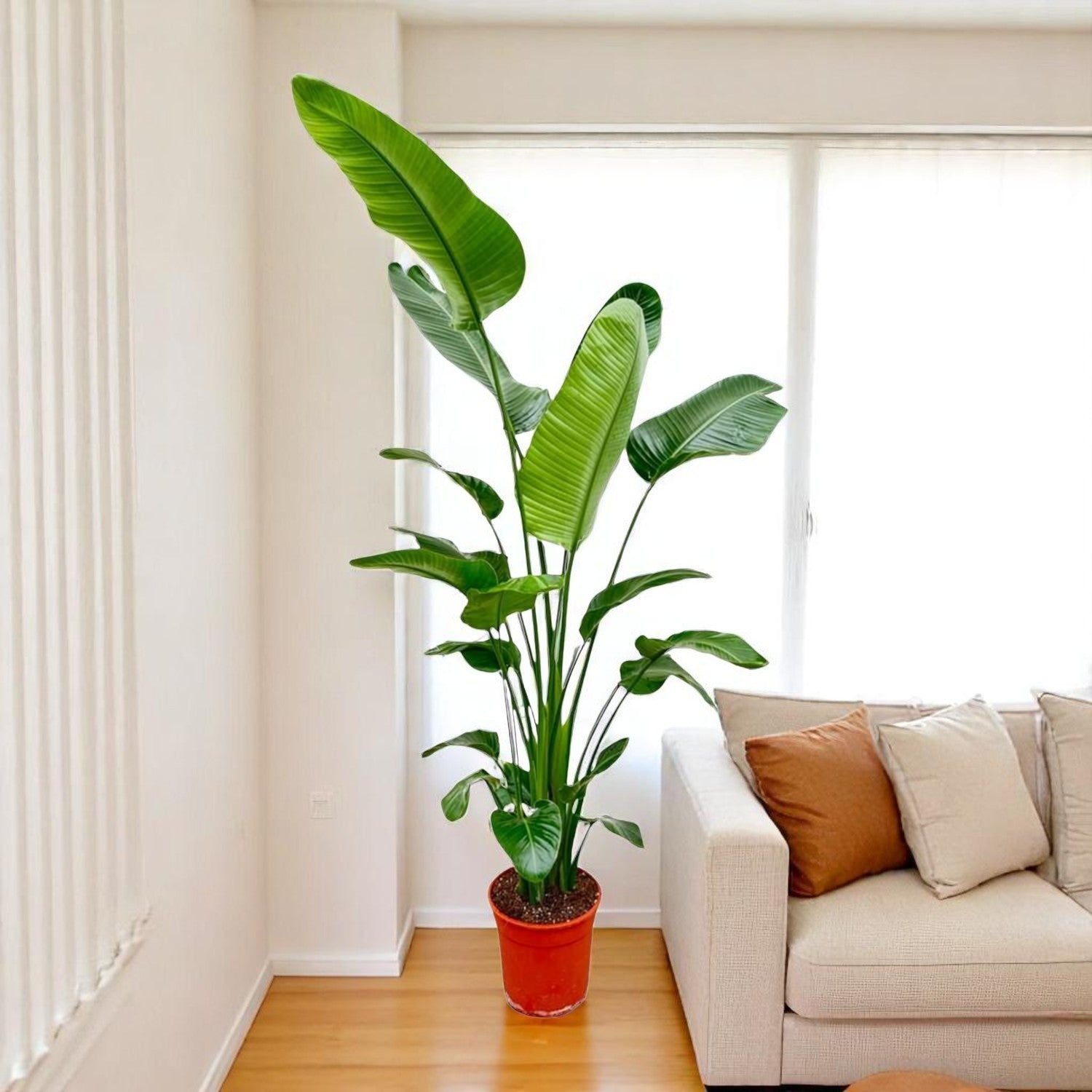 Verzorgingstips voor de Strelitzia Nicolai
