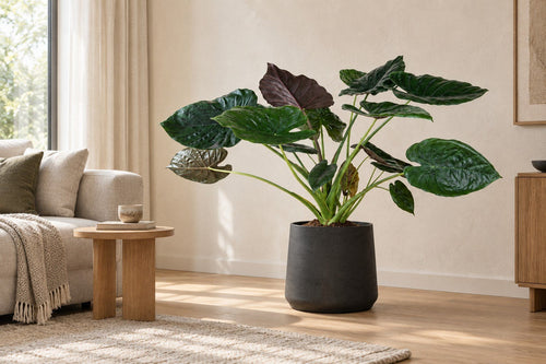 Alocasia in een woonkamer