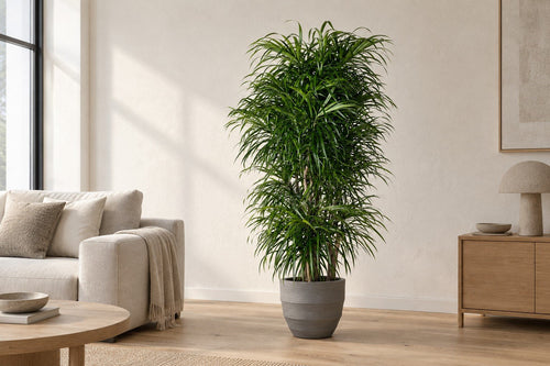 Dracaena in een woonkamer