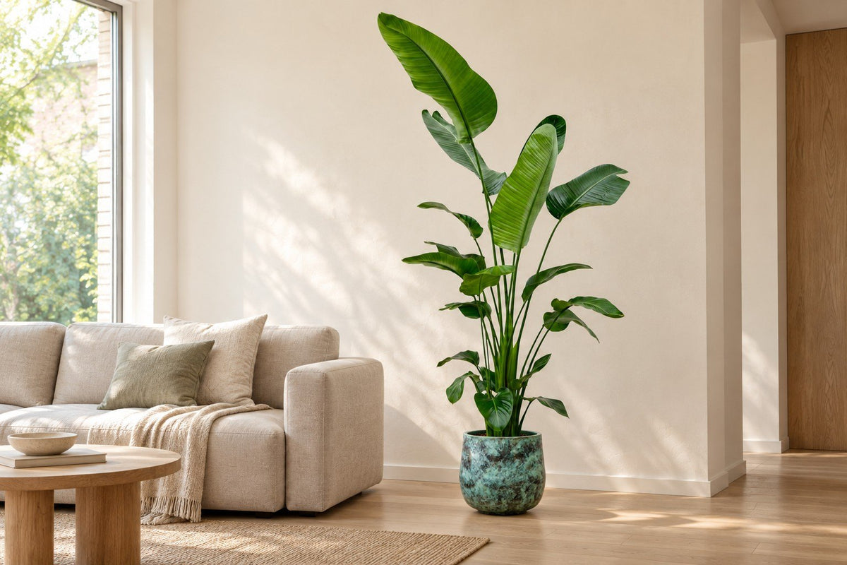 Strelitzia nicolai naast een bank in de woonkamer
