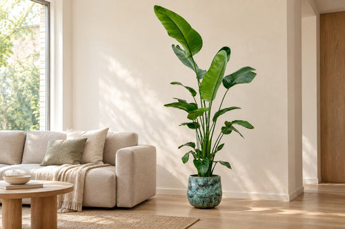 Strelitzia nicolai naast een bank in de woonkamer
