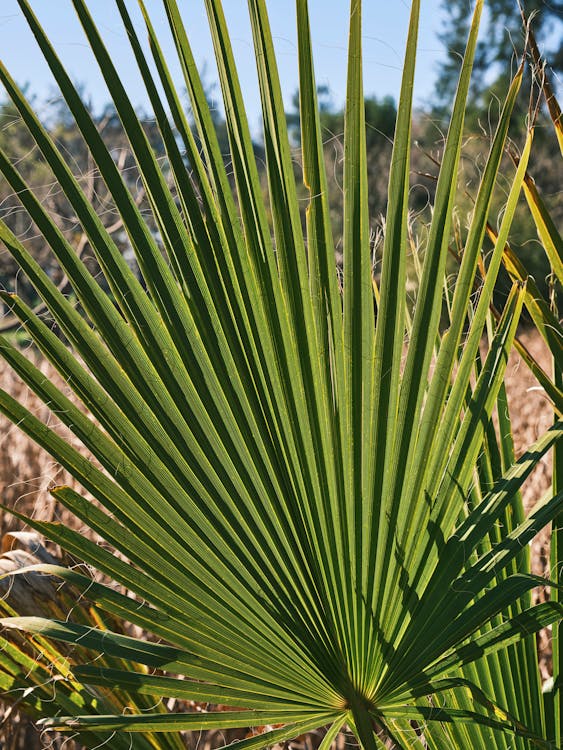 Chamaerops Humilis - Chamaerops Humilis vs Trachycarpus: welke plant kies je?