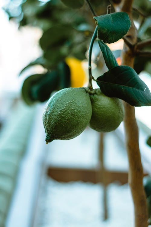 Citrusboom - Citrusboom: is deze plant giftig voor huisdieren?