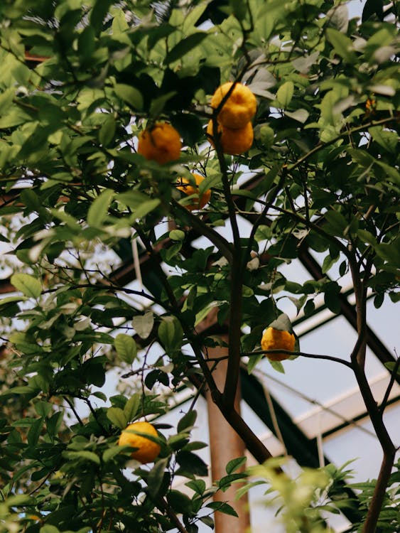 Citrusboom - Citrusboom winterverzorging: seizoensgebonden tips
