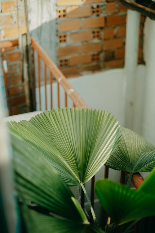 Chamaerops Humilis winterverzorging: seizoensgebonden tips