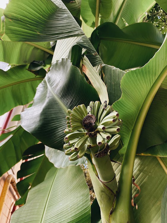 Bananenplant - Bananenplant vs Citrusboom: welke plant kies je?