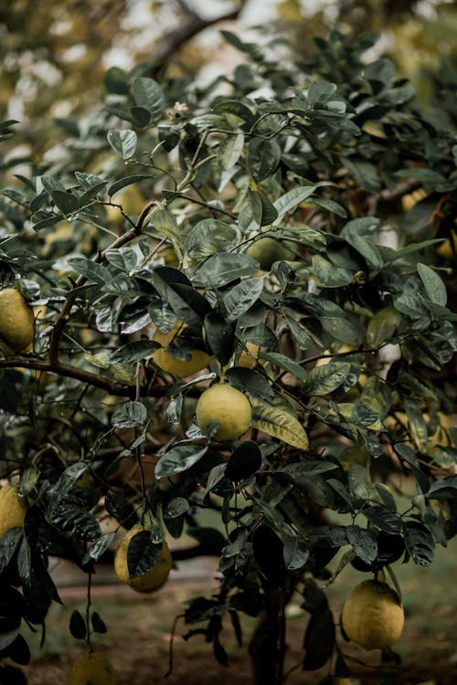 Citrusboom soorten: volledige overzicht van alle varianten
