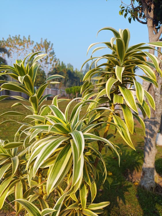 Dracaena - Dracaena vs Philodendron: welke plant kies je?