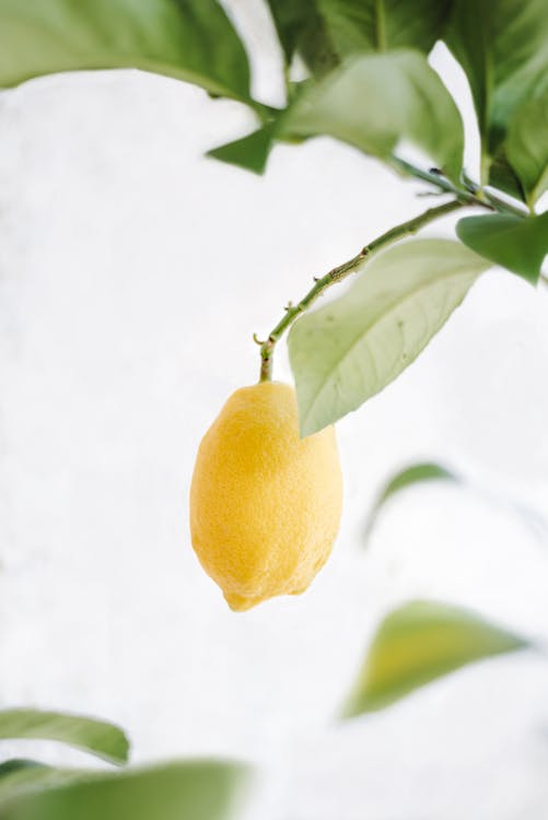 Citrusboom - Citrusboom verpotten: stap voor stap handleiding