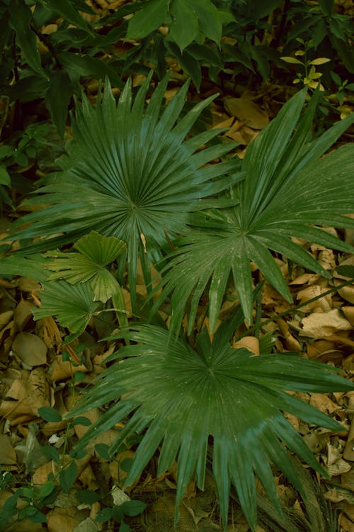 Chamaerops Humilis verpotten: stap voor stap handleiding