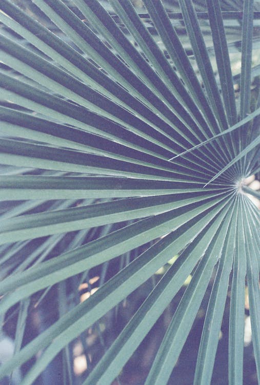 Chamaerops Humilis - Chamaerops Humilis standplaats: beste licht en locatie