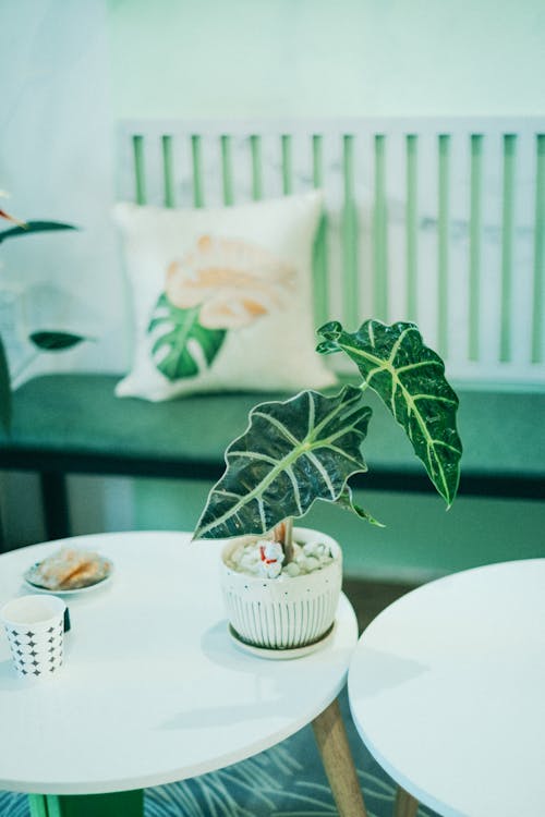 Alocasia - Alocasia op kantoor en in interieur: sfeer en luchtzuivering