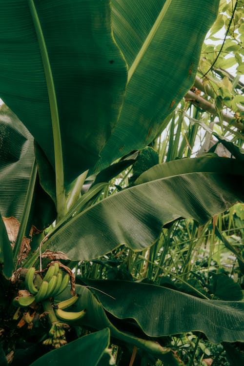 Bananenplant verpotten: stap voor stap handleiding
