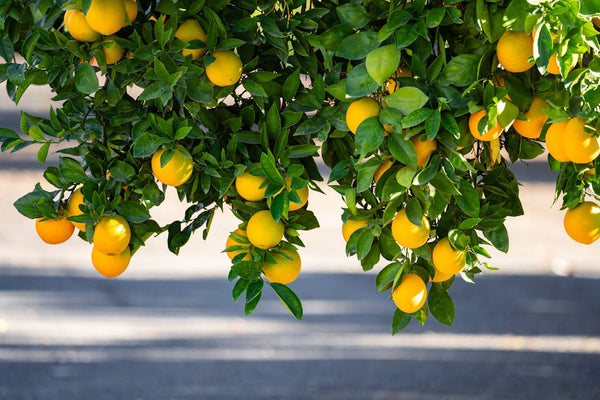 Citrusboom kopen: gids voor het kiezen van gezond exemplaar