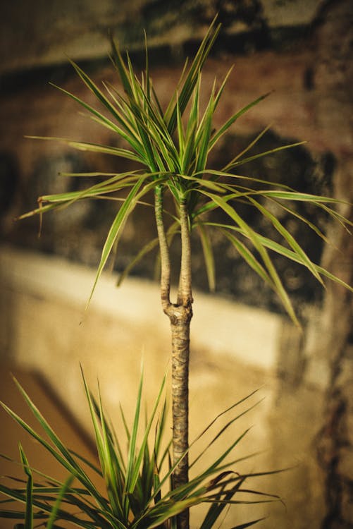 Dracaena - Dracaena: is deze plant giftig voor huisdieren?