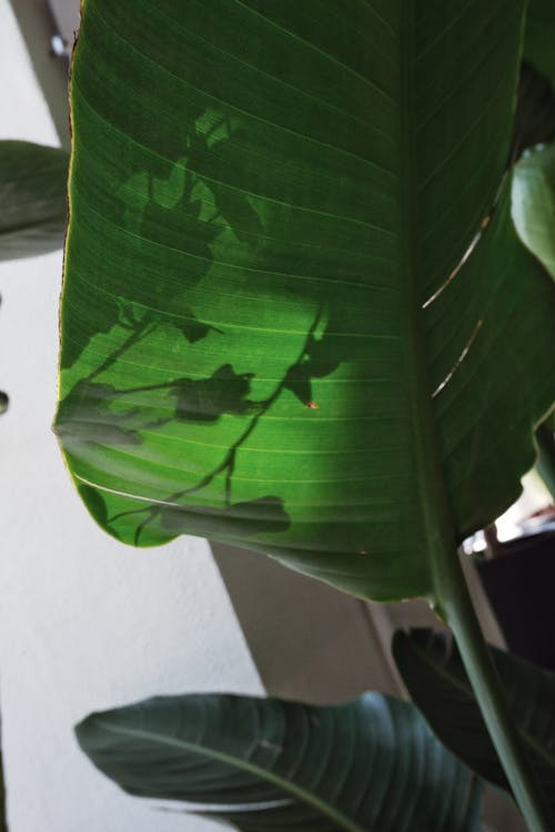 Bananenplant - Bananenplant problemen & oplossingen: gele bladeren, bruine punten