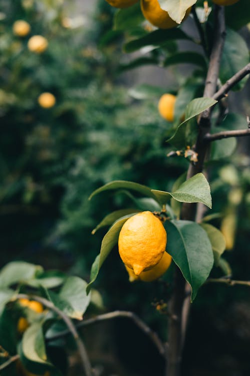 Citrusboom - Citrusboom op kantoor en in interieur: sfeer en luchtzuivering