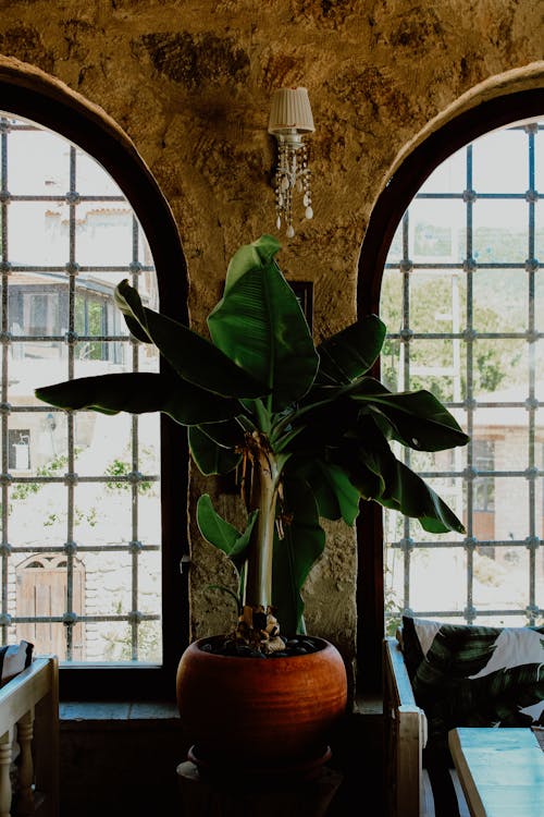 Bananenplant soorten: volledige overzicht van alle varianten