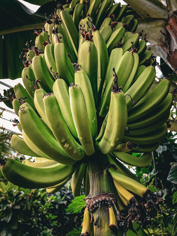 Bananenplant - Bananenplant op kantoor en in interieur: sfeer en luchtzuivering