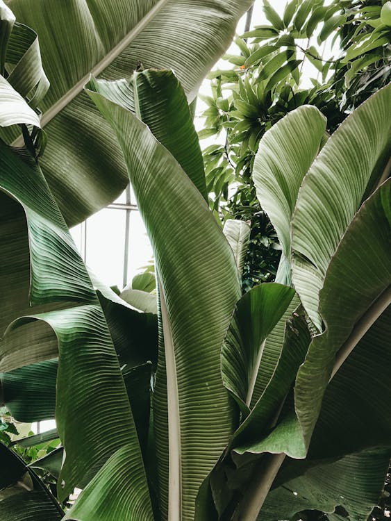 Bananenplant - Bananenplant kopen: gids voor het kiezen van gezond exemplaar