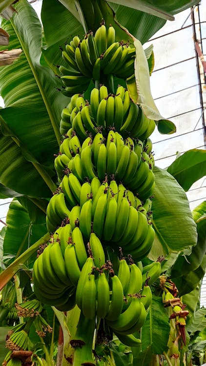 Bananenplant winterverzorging: seizoensgebonden tips