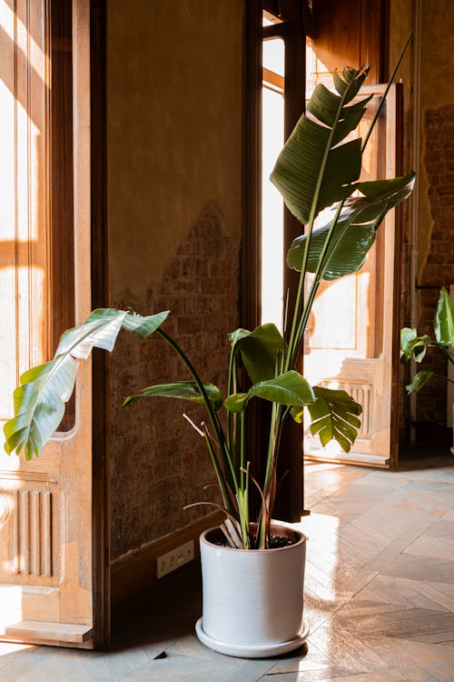 Bananenplant - Bananenplant: is deze plant giftig voor huisdieren?