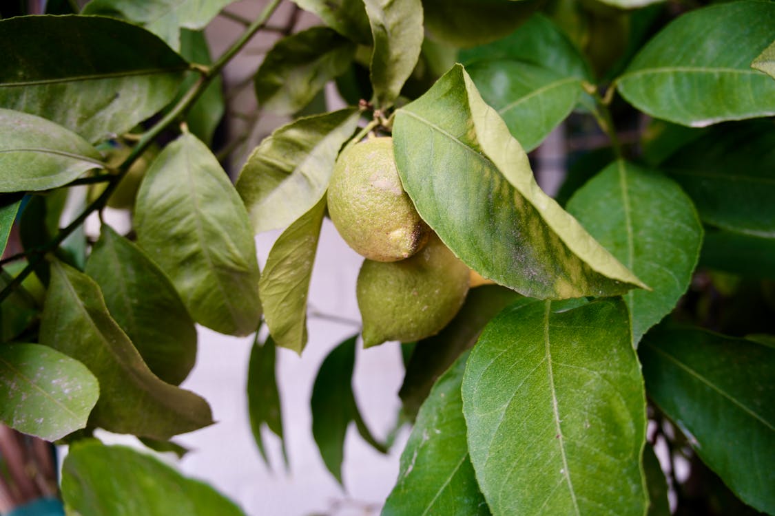 Citrusboom - Citrusboom standplaats: beste licht en locatie