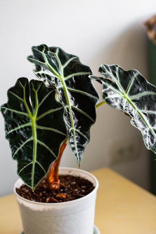 Alocasia - Alocasia kopen: gids voor het kiezen van gezond exemplaar