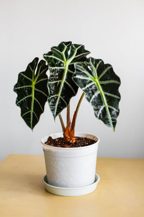 Alocasia: is deze plant giftig voor huisdieren?