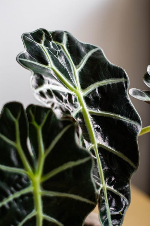 Alocasia - Alocasia vs Monstera: welke plant kies je?